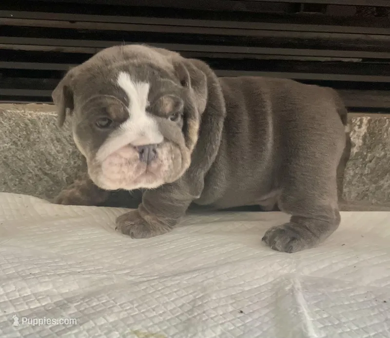 Blue M, a male English Bulldog for sale in Greenwood, SC – Photo 1 of 8