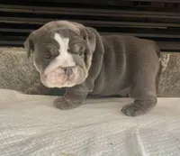 Blue M, a male English Bulldog for sale in Greenwood, SC – Photo 1 of 8