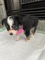 Black Tri F Toy Aussie small, a female Toy Australian Shepherd for sale in Greenwood, SC – 5 of 10