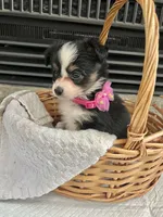 Black Tri F Toy Aussie small, a female Toy Australian Shepherd for sale in Greenwood, SC – 3 of 10