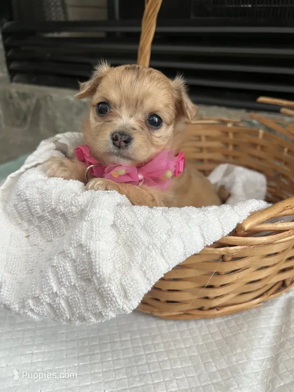 Fawn F long coat – Chihuahua puppy for sale in Greenwood, SC