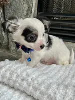 Black and White LC M, a male Chihuahua for sale in Greenwood, SC – 8 of 9