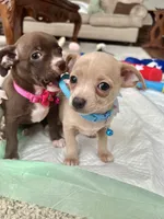 Chocolate F, a female Chihuahua for sale in Greenwood, SC – 10 of 10