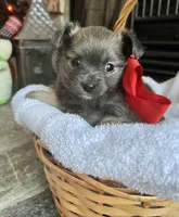 Blue LC F, a female Chihuahua for sale in Greenwood, SC – Photo 4 of 6