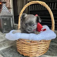 Blue LC F, a female Chihuahua for sale in Greenwood, SC – Photo 1 of 6