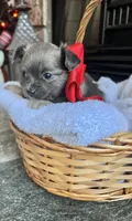 Blue LC F, a female Chihuahua for sale in Greenwood, SC – Photo 6 of 6