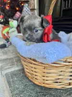 Blue LC F, a female Chihuahua for sale in Greenwood, SC – Photo 5 of 6