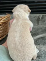 Cream F, a female Chihuahua for sale in Greenwood, SC – 7 of 8