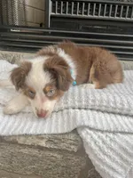 Red Tri M Toy Aussie, a male Toy Australian Shepherd for sale in Greenwood, SC – 7 of 9