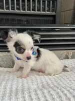 Black and White LC M, a male Chihuahua for sale in Greenwood, SC – 9 of 9
