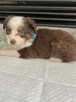Red Tri M Toy Aussie, a male Toy Australian Shepherd for sale in Greenwood, SC – 4 of 8