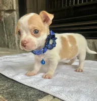 Fawn and white M, a male Chihuahua for sale in Greenwood, SC – Photo 3 of 8