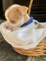 Fawn and white M, a male Chihuahua for sale in Greenwood, SC – Photo 4 of 8