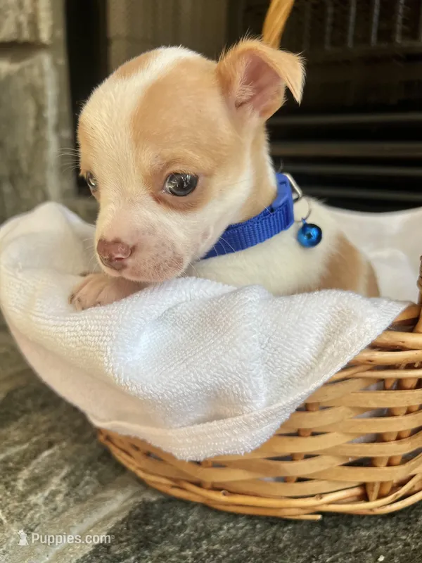 Fawn and white M, a male Chihuahua for sale in Greenwood, SC – Photo 1 of 8