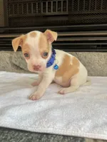 Fawn and white M, a male Chihuahua for sale in Greenwood, SC – Photo 7 of 8