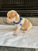 Fawn and white M, a male Chihuahua for sale in Greenwood, SC – Photo 2 of 8