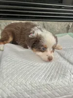 Red Tri M Toy Aussie, a male Toy Australian Shepherd for sale in Greenwood, SC – 6 of 8