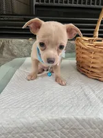 Fawn M, a male Chihuahua for sale in Greenwood, SC – 7 of 9