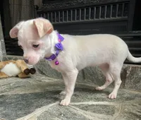 White M, a male Chihuahua for sale in Greenwood, SC – Photo 2 of 7