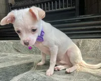 White M, a male Chihuahua for sale in Greenwood, SC – Photo 7 of 7