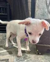 White M, a male Chihuahua for sale in Greenwood, SC – Photo 4 of 7
