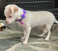 White M, a male Chihuahua for sale in Greenwood, SC – Photo 3 of 7