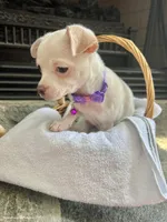 White M, a male Chihuahua for sale in Greenwood, SC – Photo 1 of 7