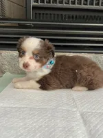 Red Tri M Toy Aussie, a male Toy Australian Shepherd for sale in Greenwood, SC – 2 of 8