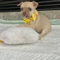 Light Sable F, a female Chihuahua for sale in Greenwood, SC – Photo 6 of 9