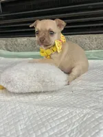 Light Sable F, a female Chihuahua for sale in Greenwood, SC – Photo 6 of 9