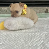 Light Sable F, a female Chihuahua for sale in Greenwood, SC – Photo 9 of 9