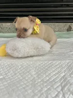 Light Sable F, a female Chihuahua for sale in Greenwood, SC – Photo 9 of 9