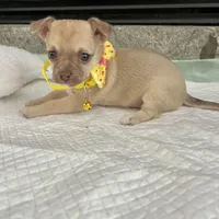 Light Sable F, a female Chihuahua for sale in Greenwood, SC – Photo 8 of 9