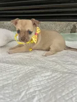 Light Sable F, a female Chihuahua for sale in Greenwood, SC – Photo 8 of 9