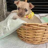 Light Sable F, a female Chihuahua for sale in Greenwood, SC – Photo 1 of 9