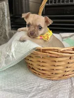 Light Sable F, a female Chihuahua for sale in Greenwood, SC – Photo 1 of 9