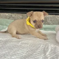 Light Sable F, a female Chihuahua for sale in Greenwood, SC – Photo 4 of 9