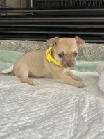 Light Sable F, a female Chihuahua for sale in Greenwood, SC – Photo 4 of 9