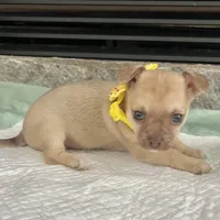 Light Sable F, a female Chihuahua for sale in Greenwood, SC – Photo 2 of 9