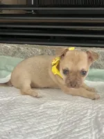 Light Sable F, a female Chihuahua for sale in Greenwood, SC – Photo 2 of 9