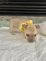 Light Sable F, a female Chihuahua for sale in Greenwood, SC – Photo 3 of 9