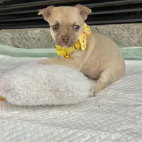 Light Sable F, a female Chihuahua for sale in Greenwood, SC – Photo 7 of 9