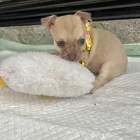 Light Sable F, a female Chihuahua for sale in Greenwood, SC – Photo 5 of 9