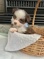 Red Tri Male Toy Aussie 2, a male Toy Australian Shepherd for sale in Greenwood, SC – 6 of 10