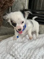 Black and White LC M, a male Chihuahua for sale in Greenwood, SC – 6 of 9