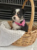 Black Tri F Toy Aussie small, a female Toy Australian Shepherd for sale in Greenwood, SC – 4 of 10