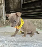 Blue Sable F, a female Chihuahua for sale in Greenwood, SC – Photo 6 of 8