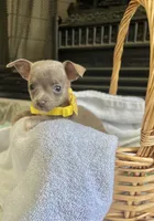 Blue Sable F, a female Chihuahua for sale in Greenwood, SC – Photo 8 of 8