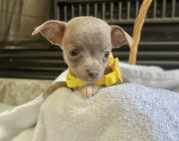 Blue Sable F, a female Chihuahua for sale in Greenwood, SC – Photo 7 of 8