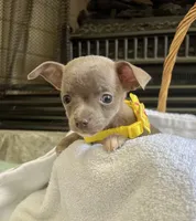 Blue Sable F, a female Chihuahua for sale in Greenwood, SC – Photo 5 of 8